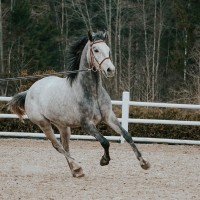 4. a väga hea sugupuuga mära
