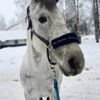 Lady-Ann; A really sweet mare for kids or amateurs!