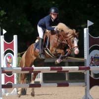 Welsh pony-chempion