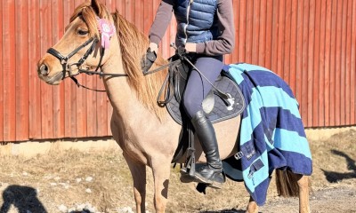 Dream sport pony (1/2 Welsh)