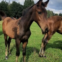 Krogstāds (Latvian Warmblood)