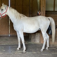 Ponti Pilat