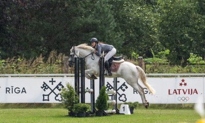 Conemara sport pony