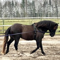 RAKETT - eesti hobune