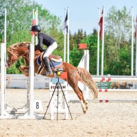 Welsh pony-chempion