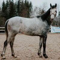 4. a väga hea sugupuuga mära