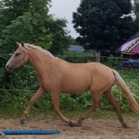 3 aastane eesti hobune Teks